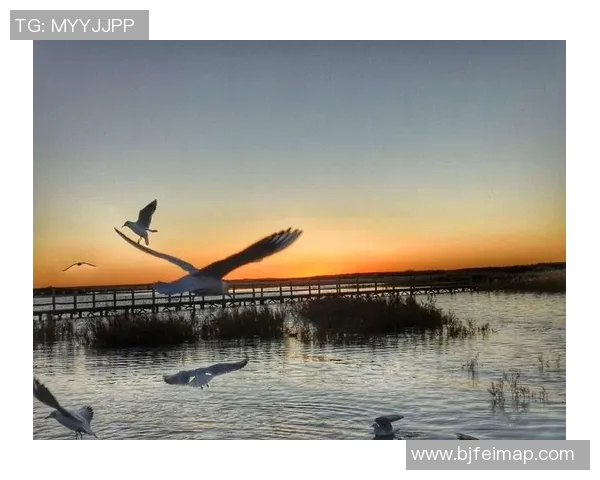 比基尼时尚潮流演变与文化影响探讨，展现独特的夏日风情与自由精神